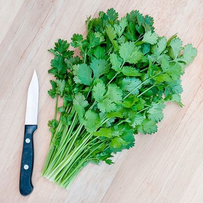 Caribe Cilantro SEED