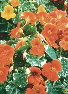 Nasturtium  bushing SEEDS  Blend - 1/8 oz