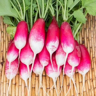 French Breakfast Radish SEED - Organic