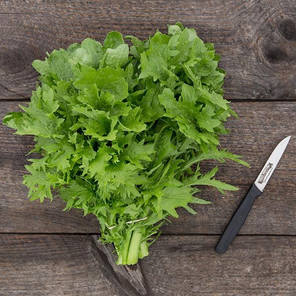 Wasabina Mustard SEED - Organic