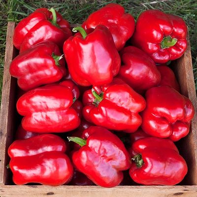 King of the North Sweet Pepper SEED