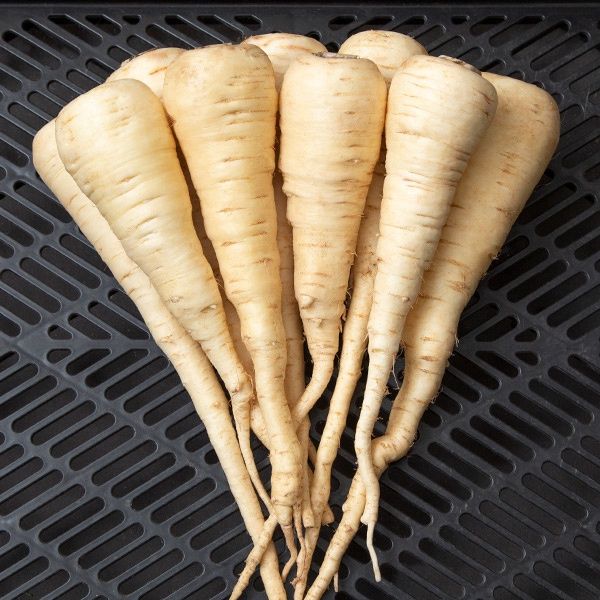 Lancer Parsnip SEED