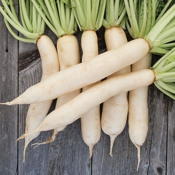 Daikon Radish SEED - Organic