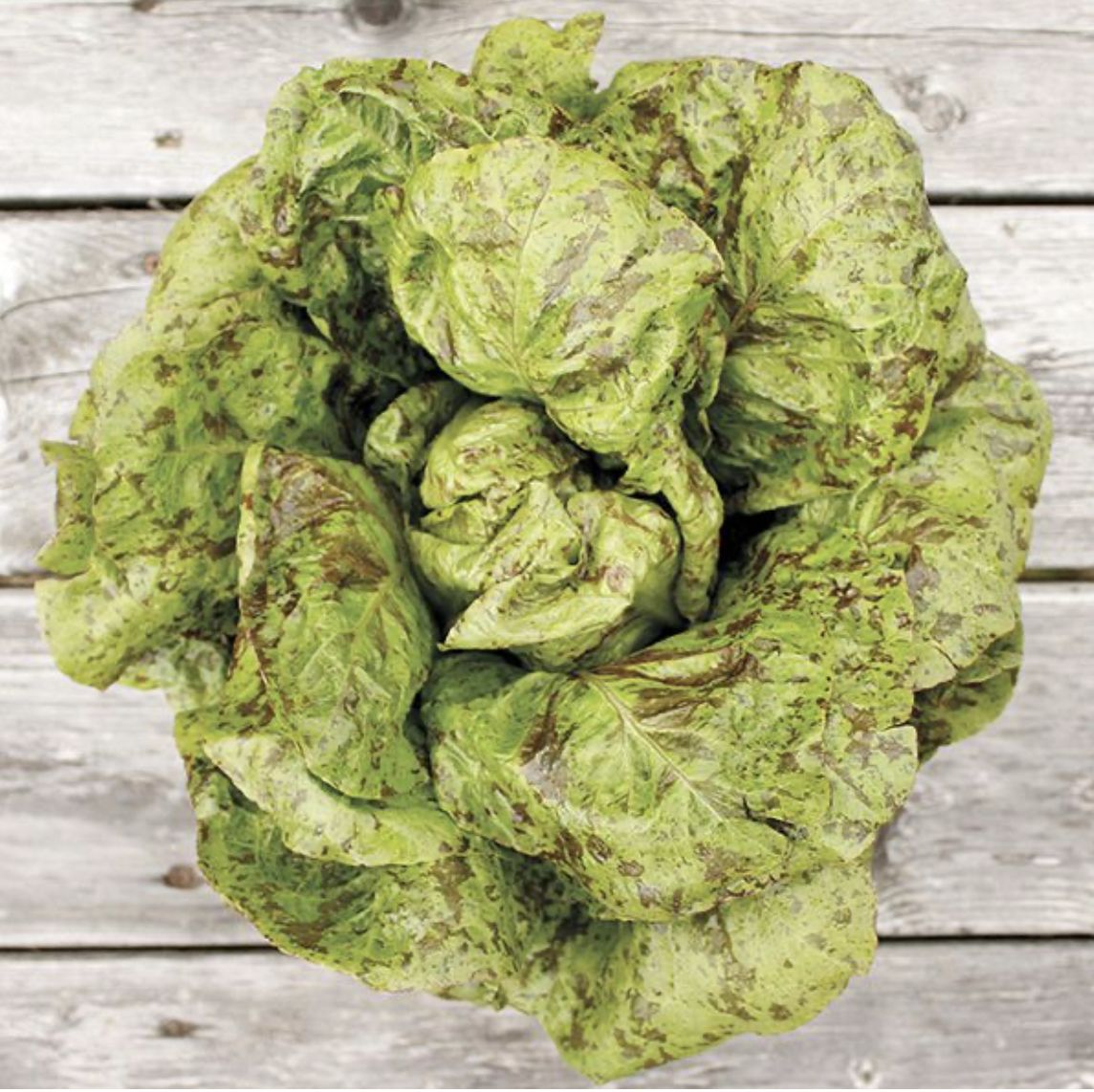 Lettuce - Freckles SEED - Organic