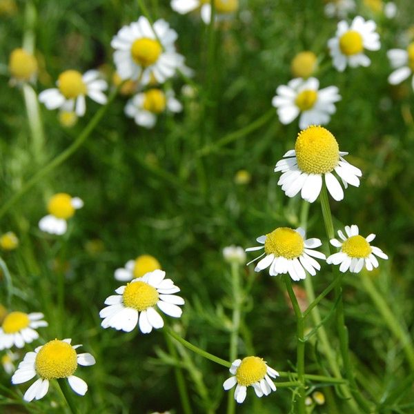 Chamomile SEED - Organic