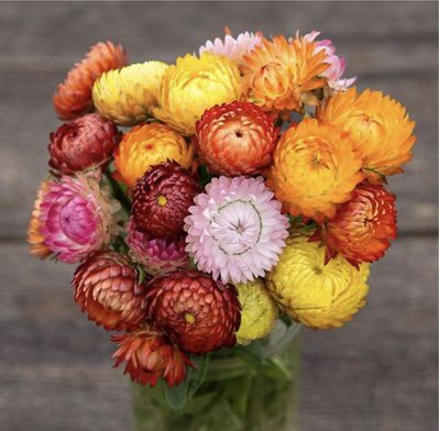 Strawflower SEEDS - Roggli Riesen Mix