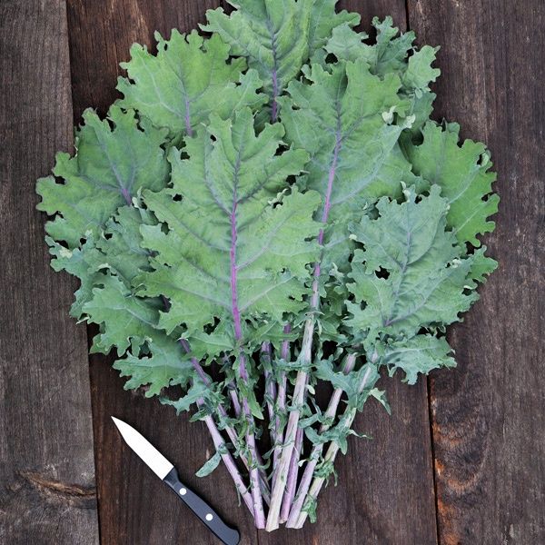 Kale - Red Russian SEED - Organic