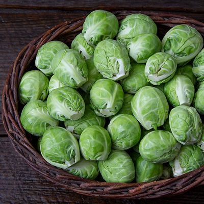 Brussels Sprout SEED - Dagan F1 - Organic