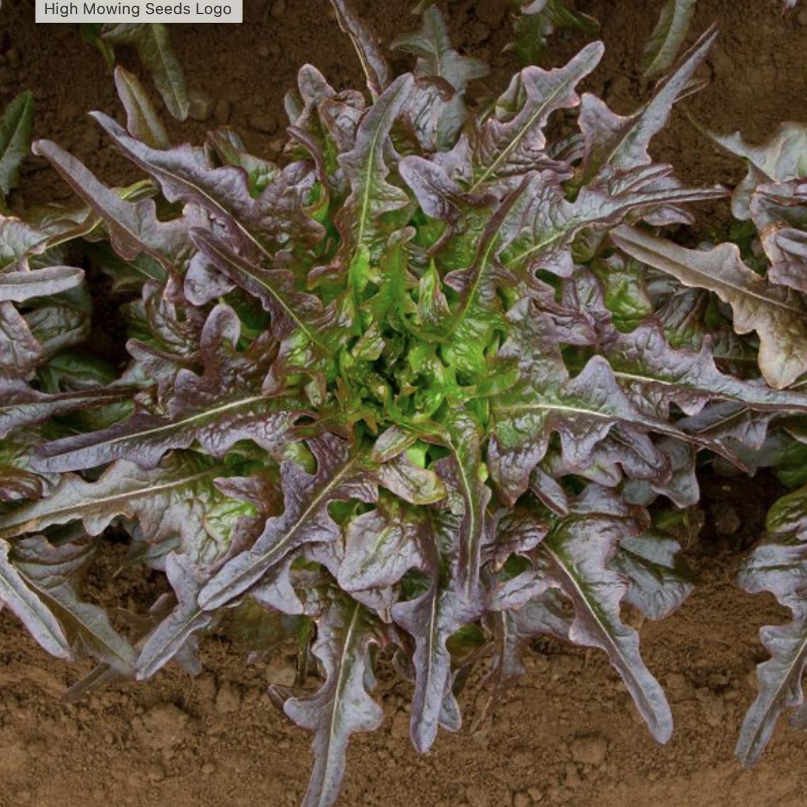 Red Oakleaf Lettuce