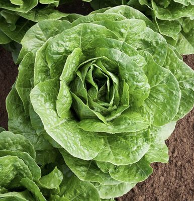 Lettuce - Paris Island Cos - Organic