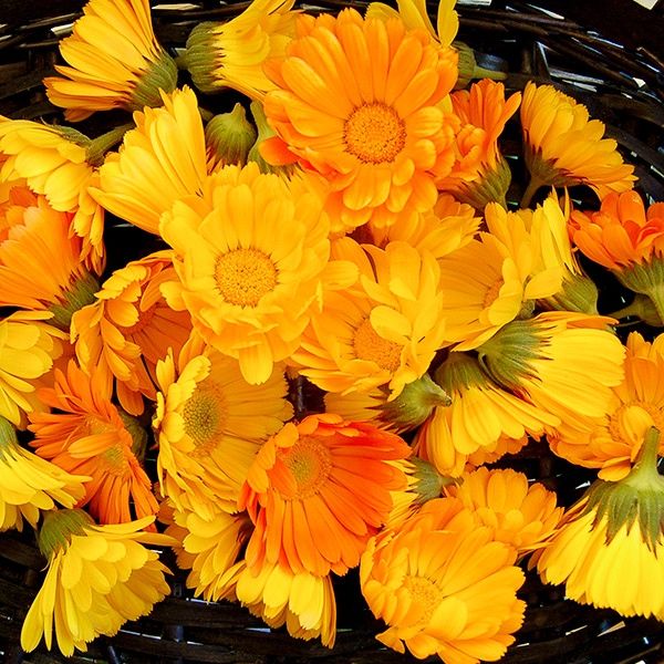 Resina Calendula SEED