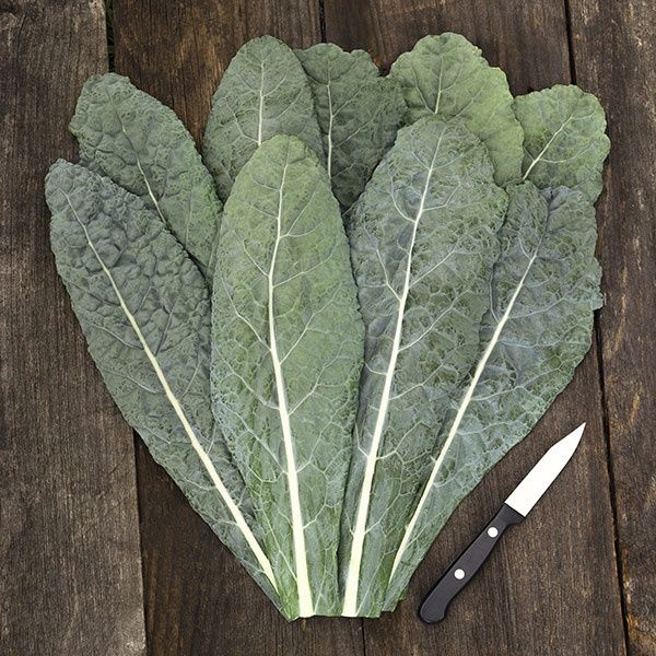 Lacinato Dinosaur Kale SEED- Organic