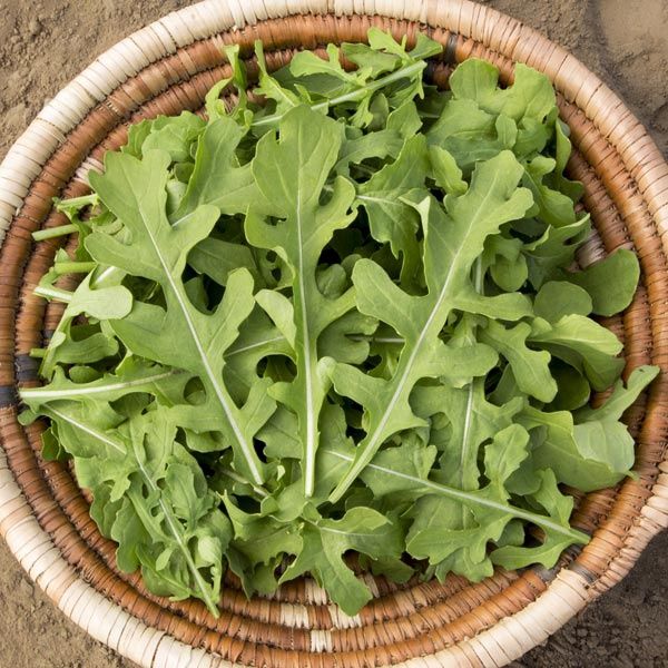 Esmee Arugula SEED- Organic