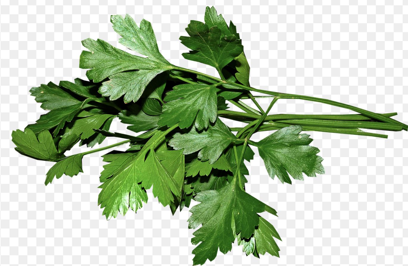 Italian Flat Leaf Parsley Seed - Organic - 15 seeds