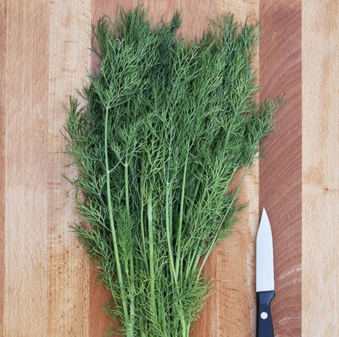 Greensleeves Dill SEED - Organic