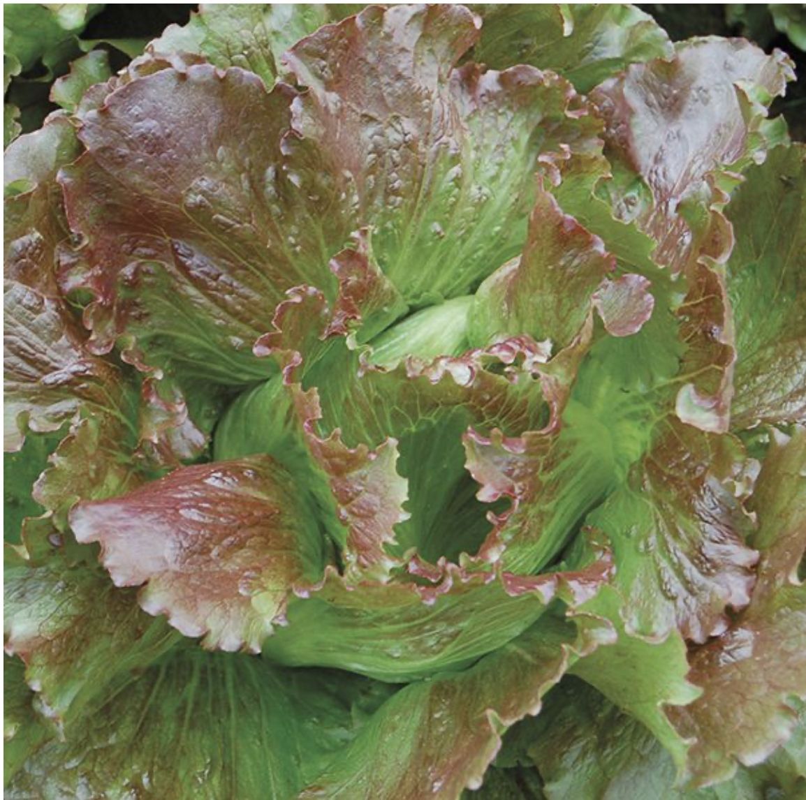 Lettuce - Magenta - Organic