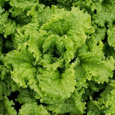 Lettuce - Black Seeded Simpson SEED - Organic