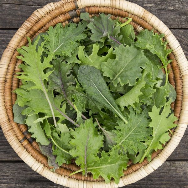 Kale - Ironman SEED Mix - Organic