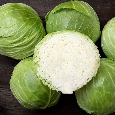 Megaton Cabbage SEED