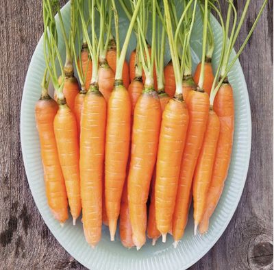 Scarlet Nantes Carrot SEED - Organic