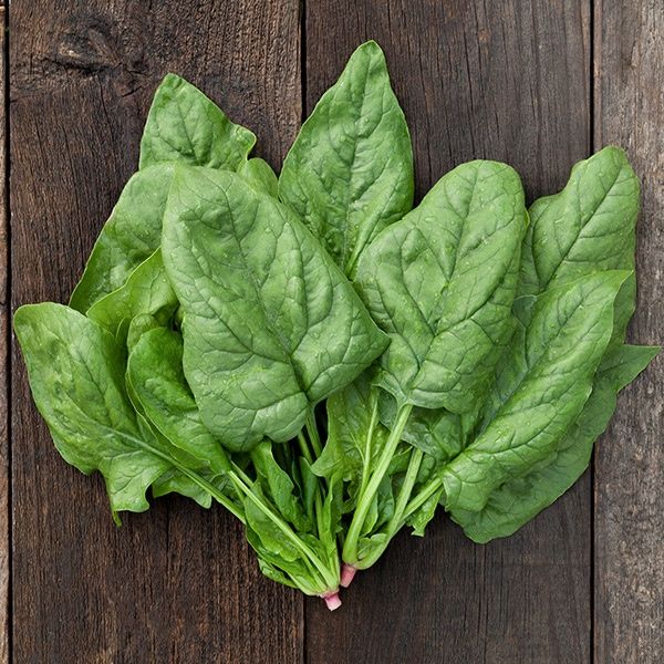 Giant Winter Spinach SEED- Organic