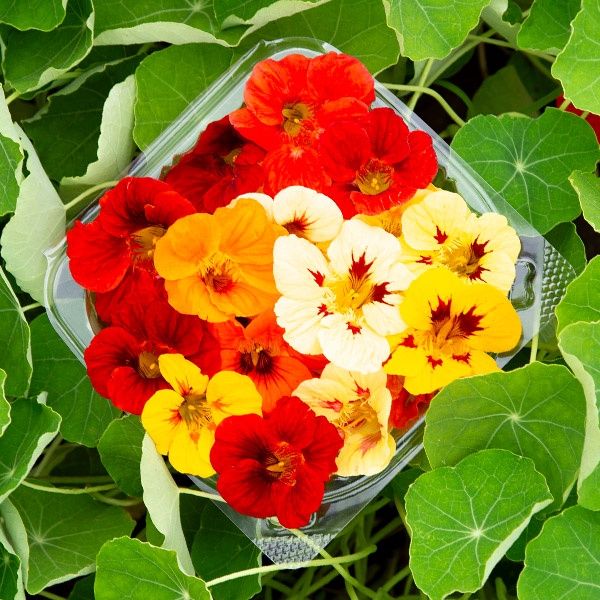 Dwarf Jewel Blend Nasturtium SEED