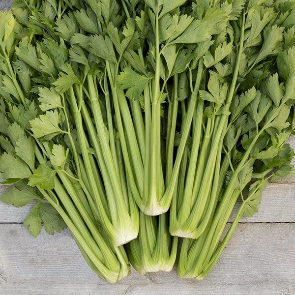 Tango Celery SEED