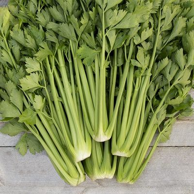 Tango Celery SEED