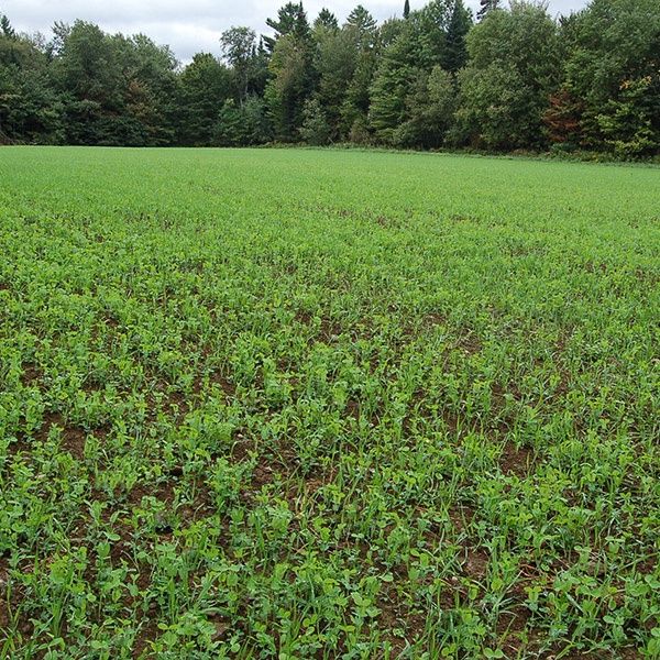 Field Pea &amp; Oat SEED 6 oz Packet