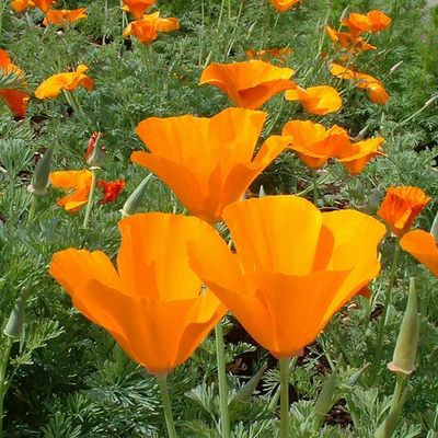 Poppy SEED- California Orange
