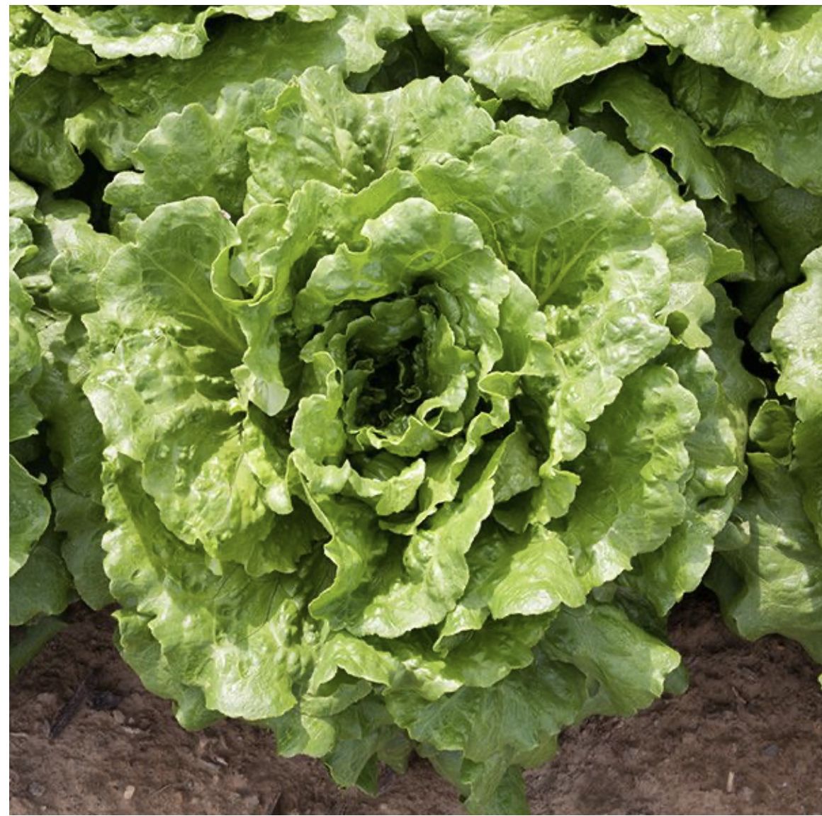 Lettuce - Concept SEED - Organic