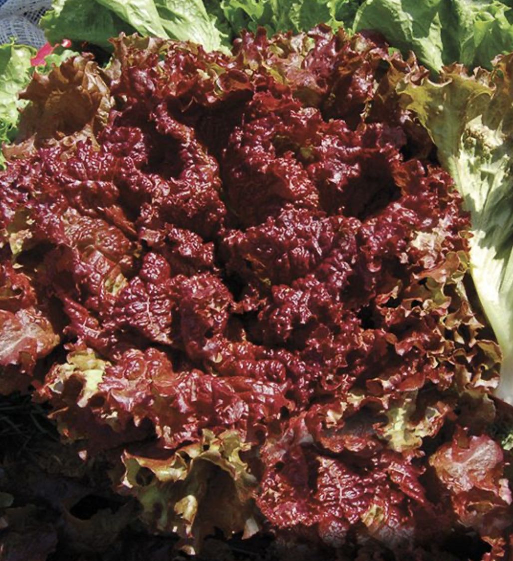 Lettuce - New Red Fire SEED - Organic