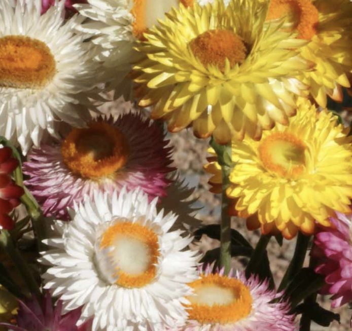 Strawflower Dwarf Mix SEEDS