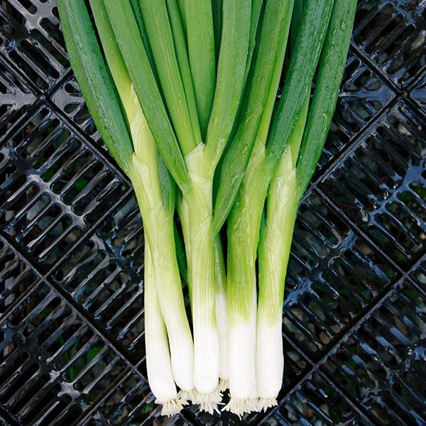 Parade Bunching Onion SEED