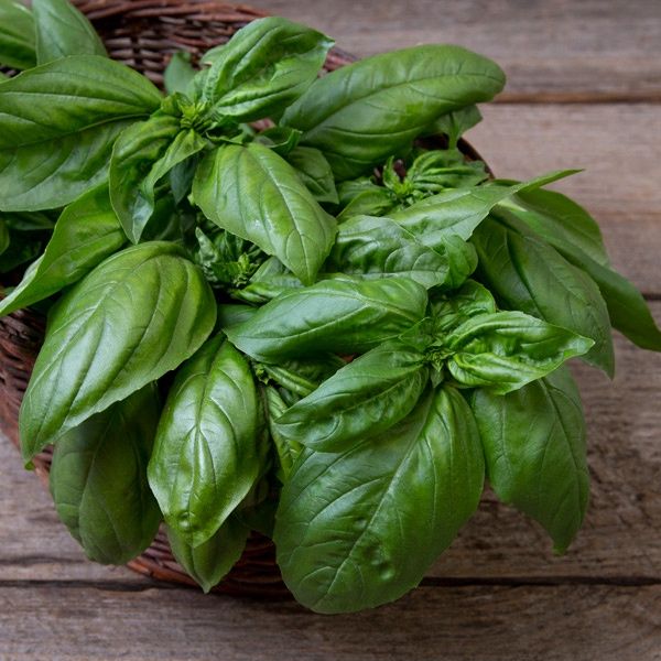 Gustoso Basil SEED