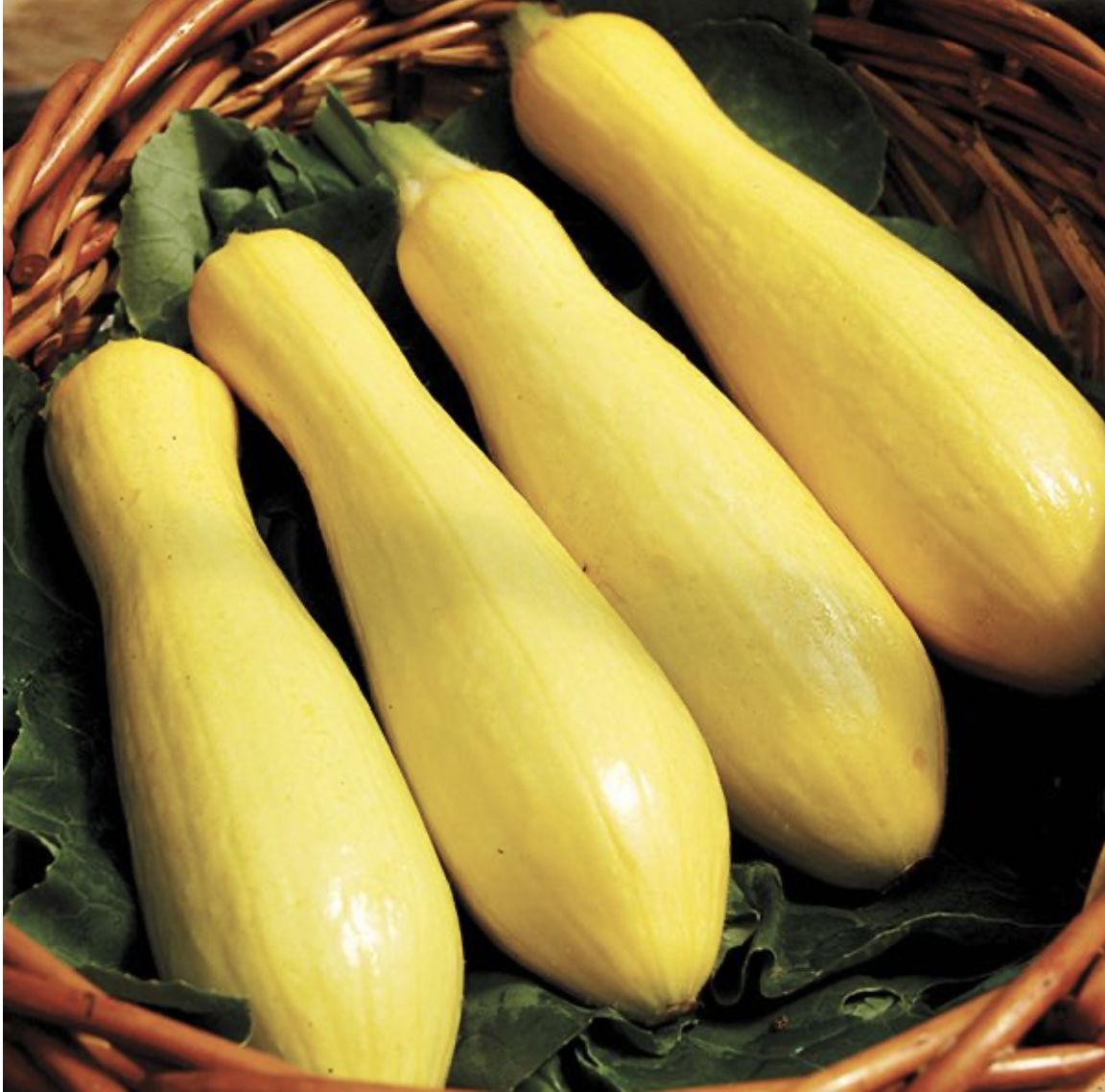 Success PM Straightneck SEED Summer Squash