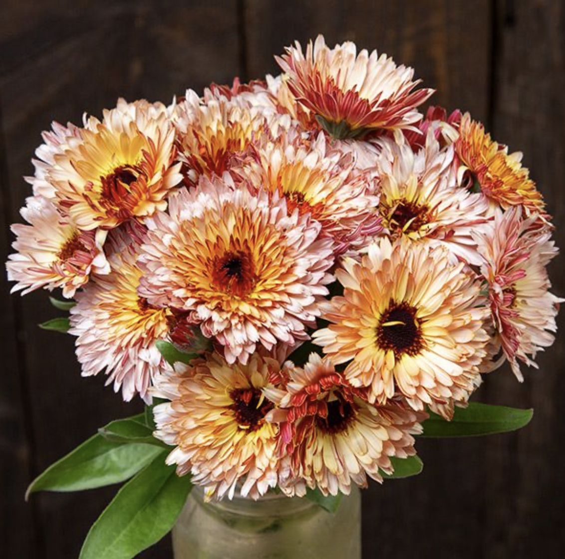 Strawberry Blonde Calendula SEED