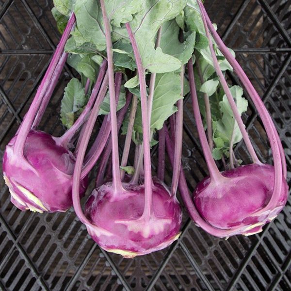 Azur Star Kohlrabi SEED