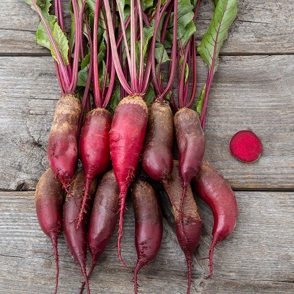 Cylindra Beet SEED - Organic