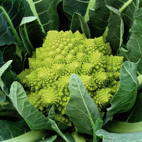 Veronica Romanesco Cauliflower SEED