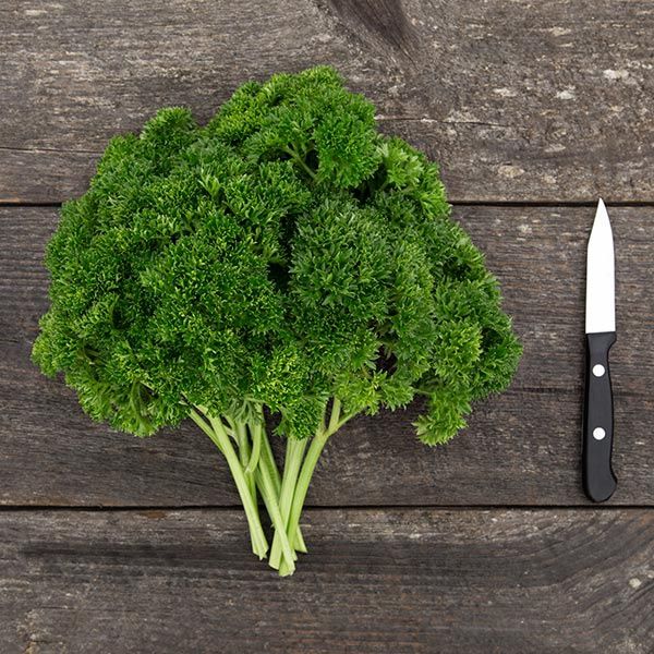 Grune Perle Parsley SEED