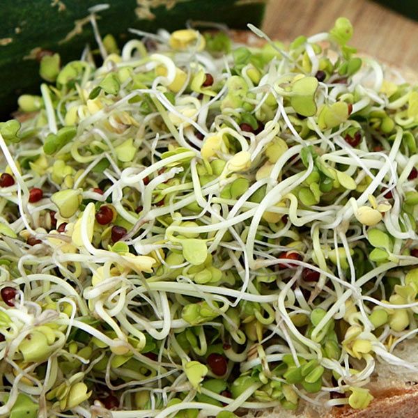 Broccoli Blend Sprouting SEED Mix