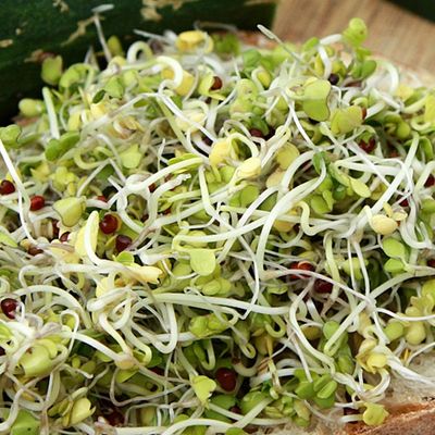 Broccoli Blend Sprouting SEED Mix