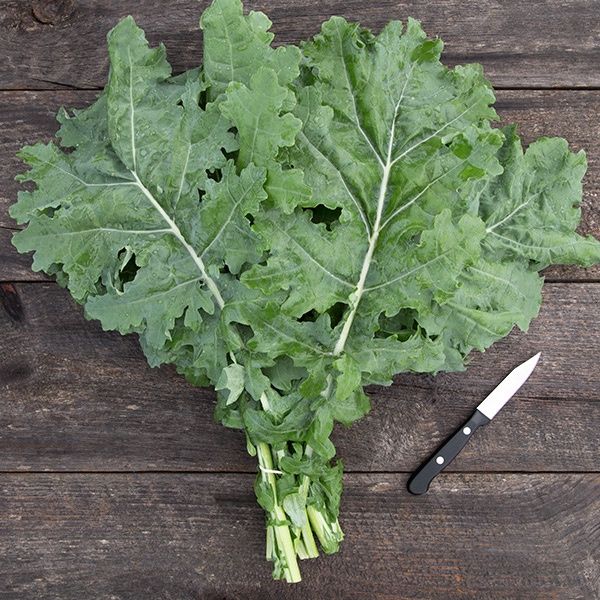 White Russian Kale SEED