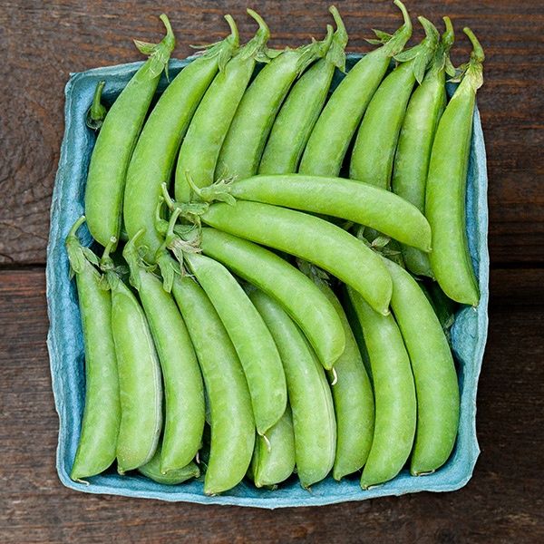 Sugar Ann Snap Pea SEED
