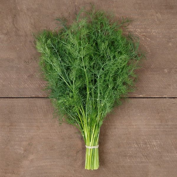Ceres Dill SEED