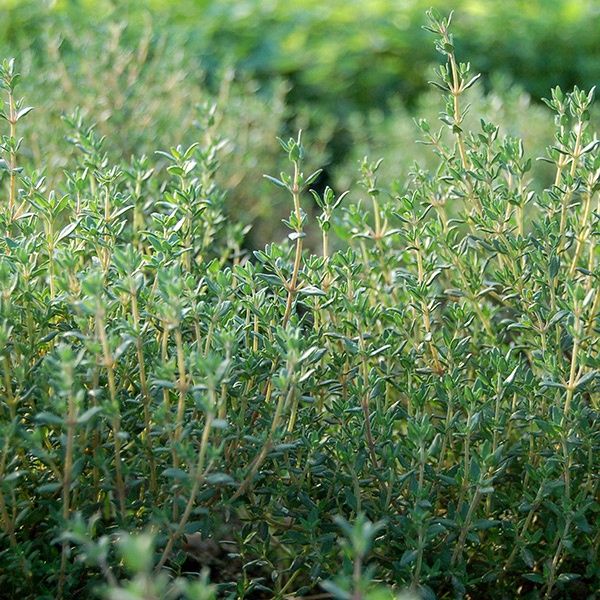 Thyme SEEDS