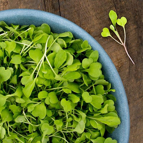 Arugula Microgreen SEED, Barcode: SKU 1499-QMGA