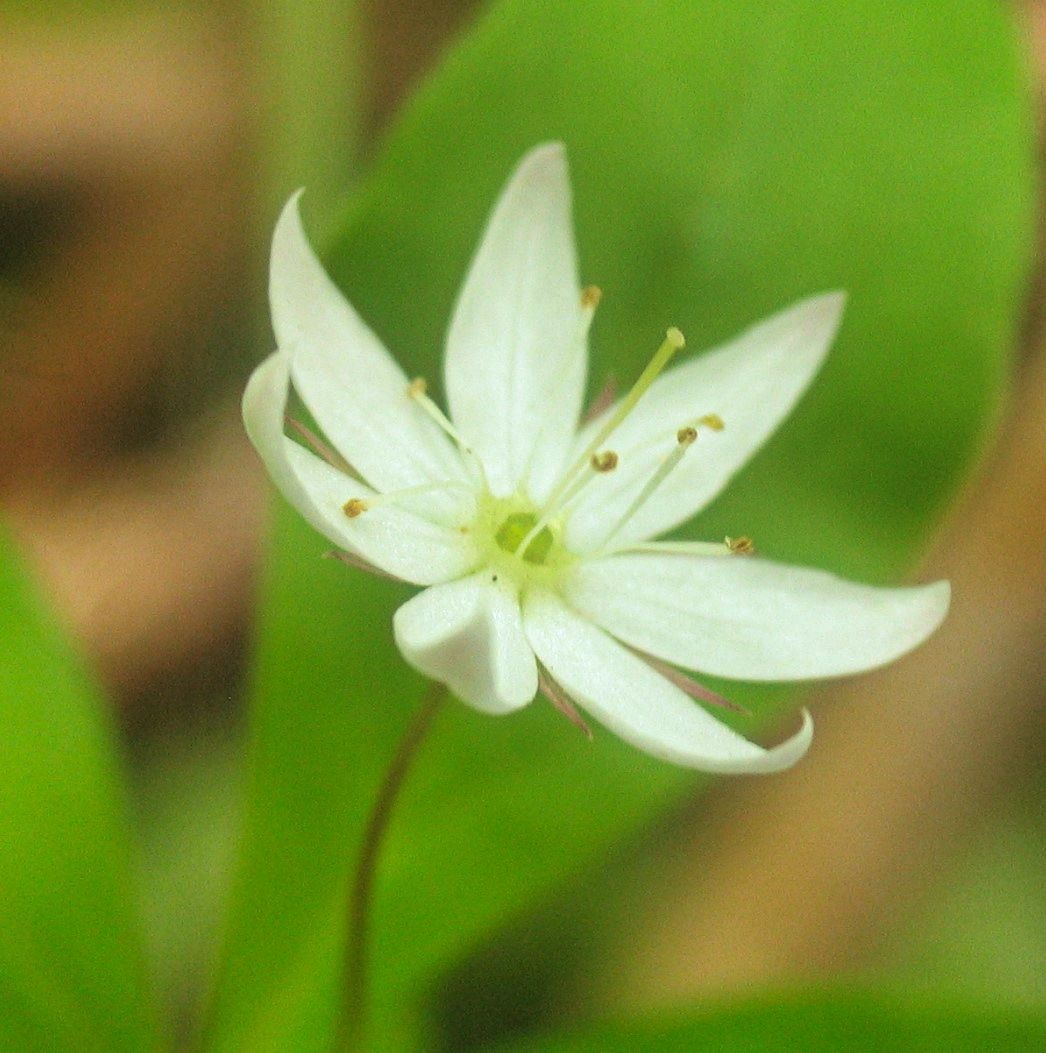 Health Consultation, New Client