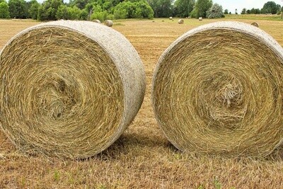 4&#39; Roll of Fescue Hay